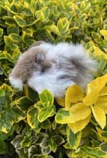 Blossom Inspirations Cuyita Guinea Pig Alpaca Fur Toy 8"x 3"