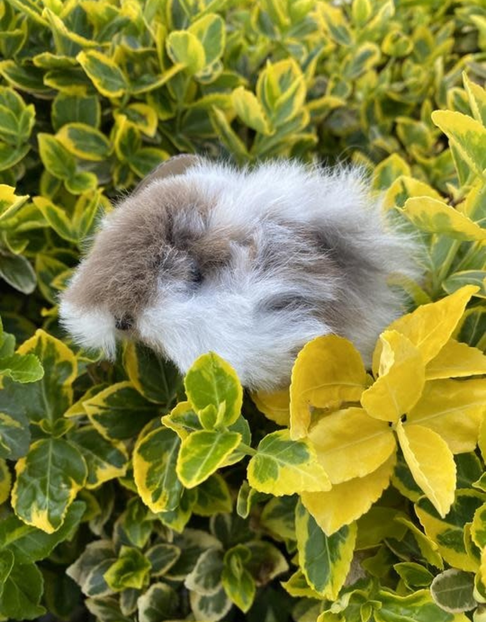 Blossom Inspirations Cuyita Guinea Pig Alpaca Fur Toy 8"x 3"