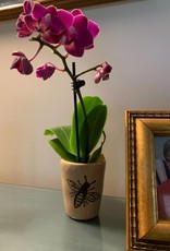 Women of the Cloud Forest Honeybee Orchid Vase