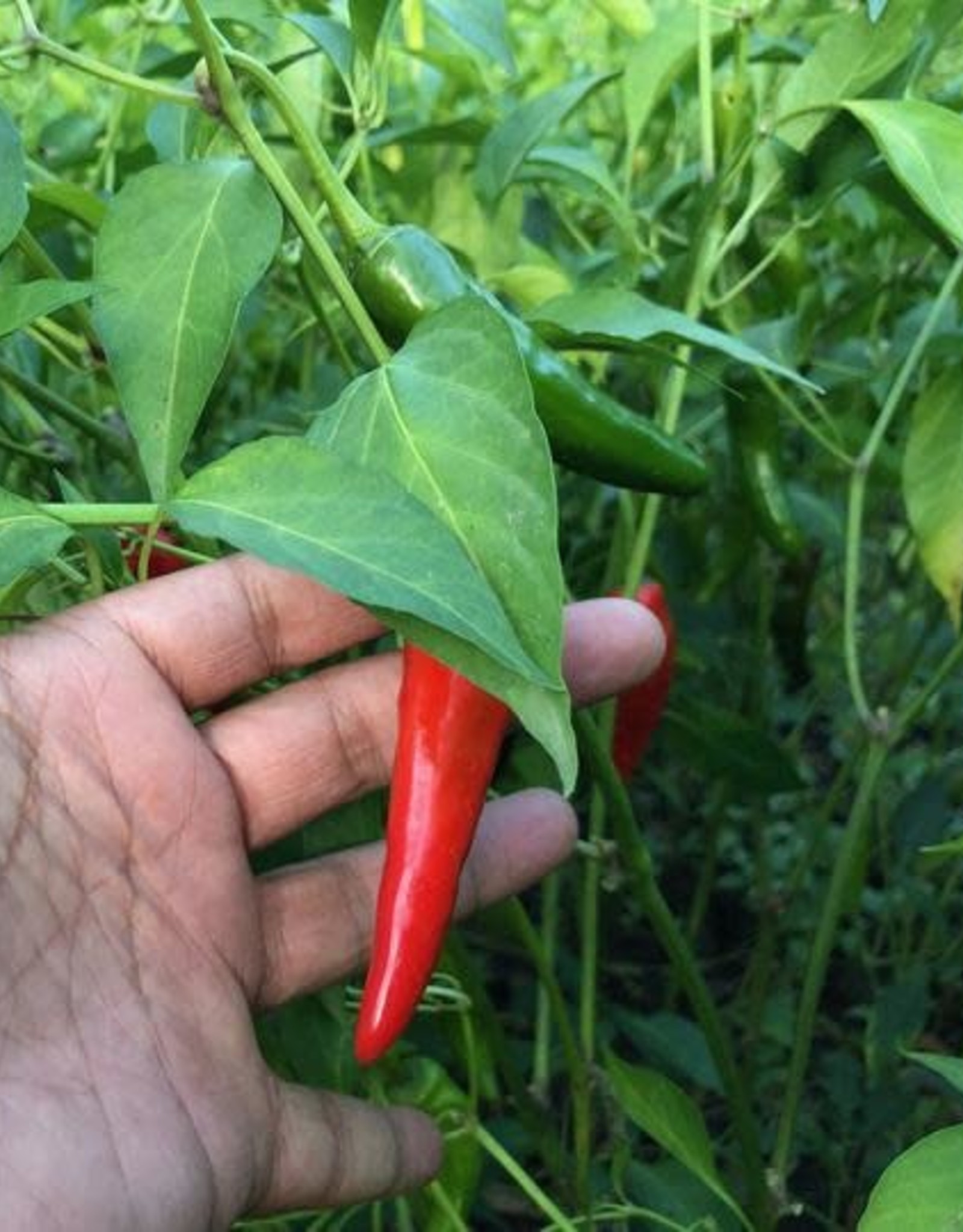 Kashmiri Chili Powder Bunyaad