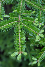 Burlap & Barrel Balsam Fir Salt