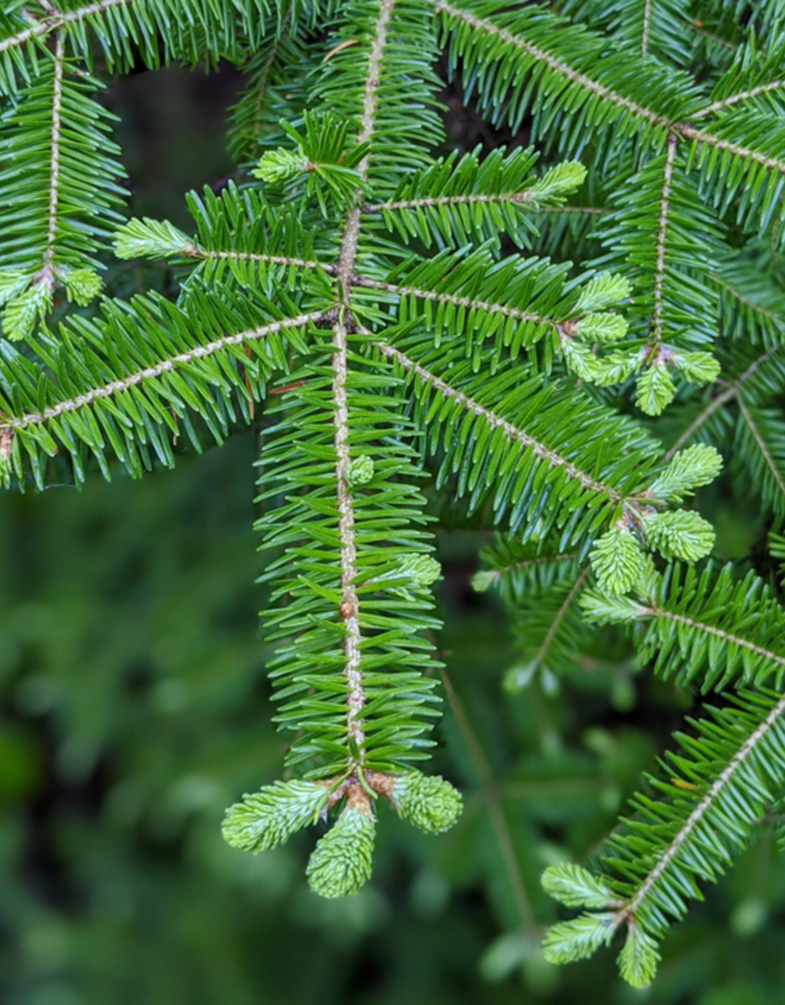 Burlap & Barrel Balsam Fir Salt