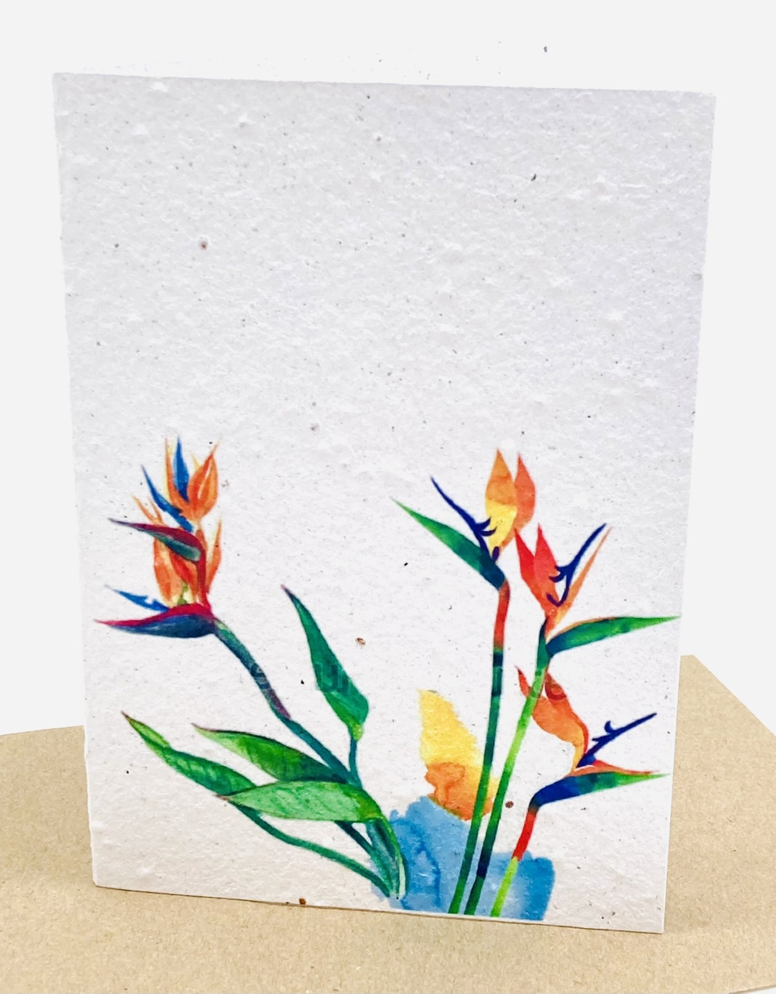 Koru Street Growing Paper Greeting Card - Bird of Paradise