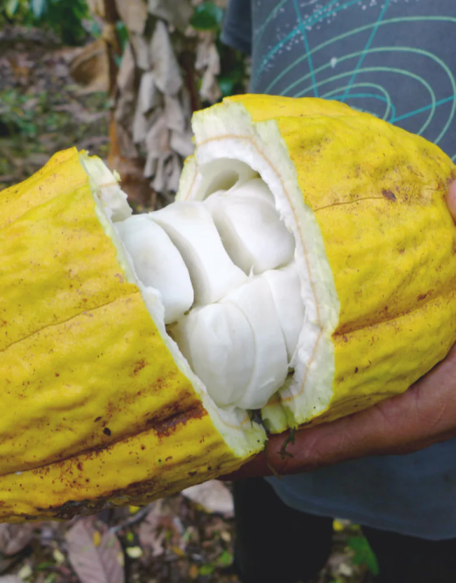 Equal Exchange Organic Hot Cocoa Mix - 12oz