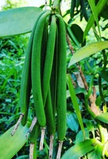 Burlap & Barrel Nyanza Vanilla Beans
