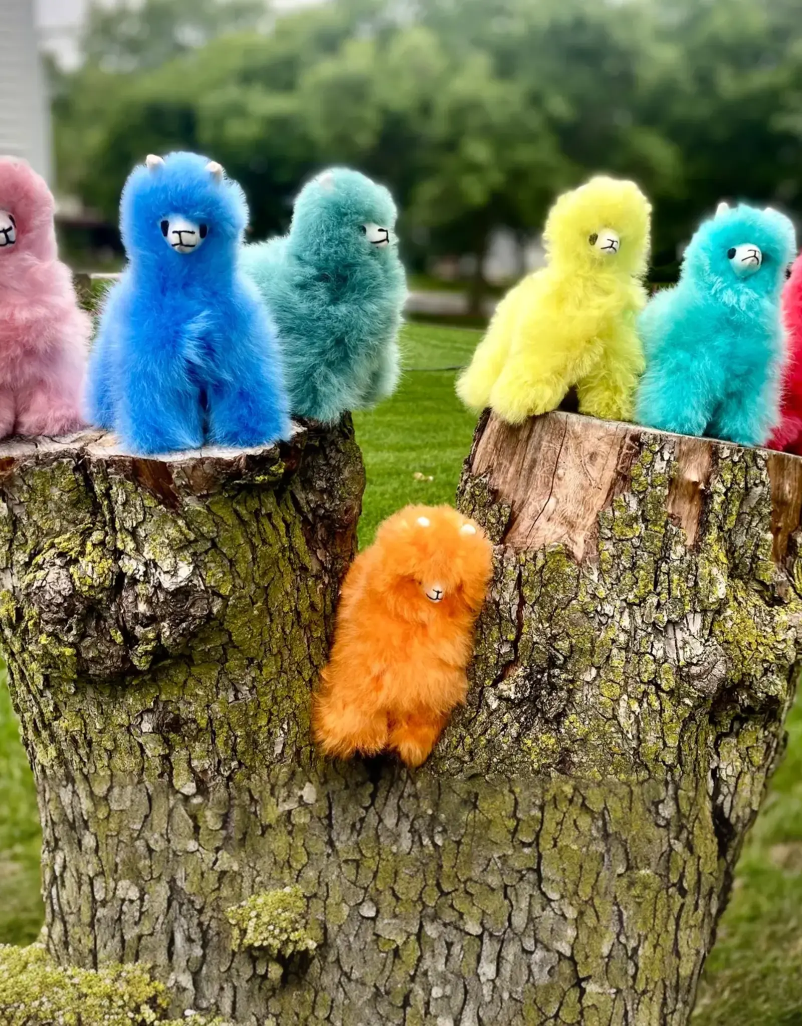 Blossom Inspirations Mini Rainbow Alpacas (Assorted Colours)