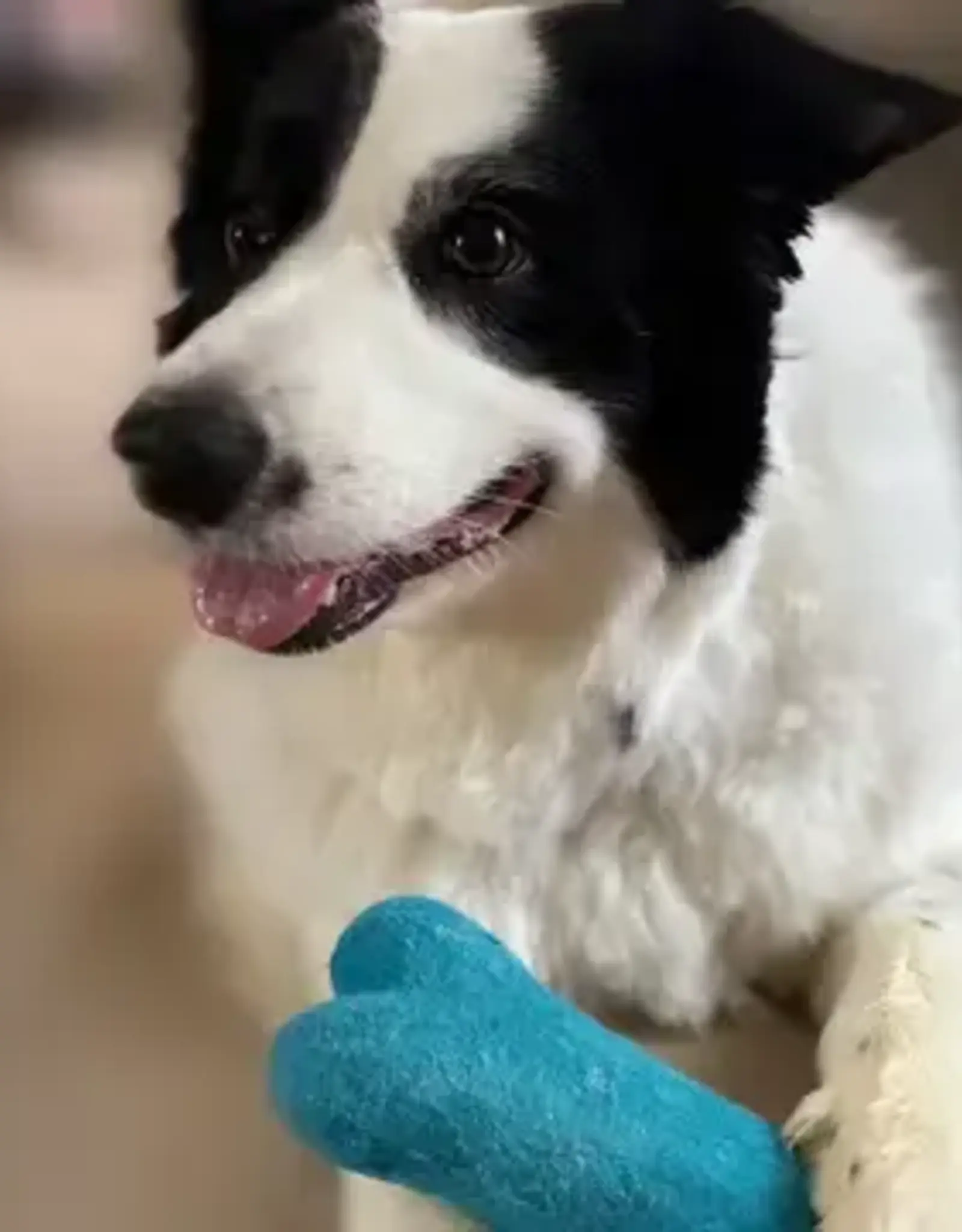 Ethical Global Small Wool Dog Bones (Assorted)