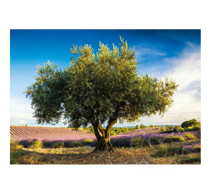 Schmidt Olive Tree in Provence Puzzle 1000pcs