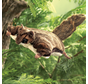Folkmanis Flying Squirrel Puppet