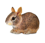 Safari Eastern Cottontail Rabbit Baby