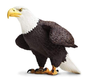 Safari Bald Eagle