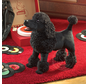 Folkmanis Poodle Puppet