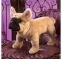 Folkmanis French Bulldog Puppet - retired