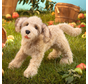 Folkmanis Labradoodle Dog Puppet