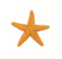 Safari Orange Starfish