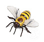 Safari Honey Bee