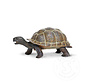 Safari Tortoise Baby