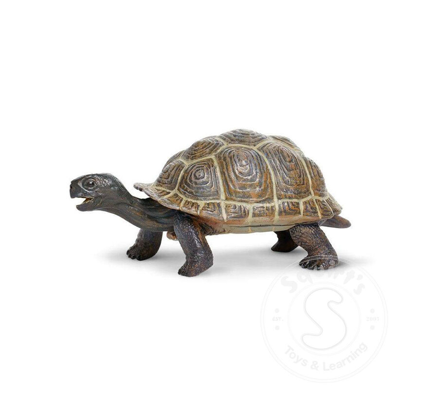 Safari Tortoise Baby