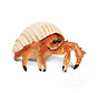 Safari Hermit Crab