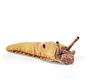 Folkmanis Mini Banana Slug Finger Puppet