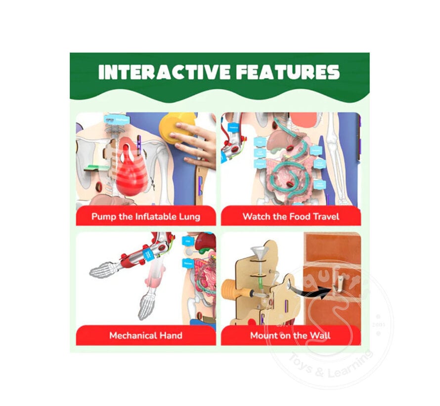 Smartivity -  Interactive Human Body