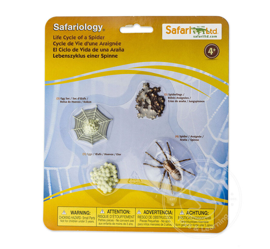 Safari Life Cycle of a Spider