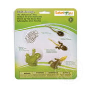 Safari Safari Life Cycle of a Frog