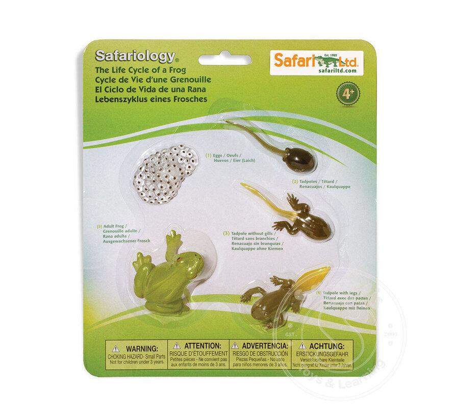 Safari Life Cycle of a Frog