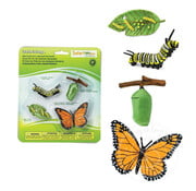 Safari Safari Life Cycle of a Monarch Butterfly