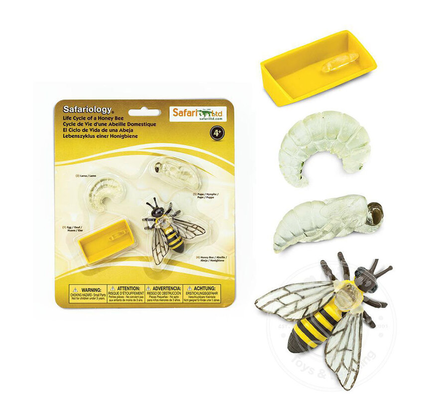 Life Cycle of a Honey Bee