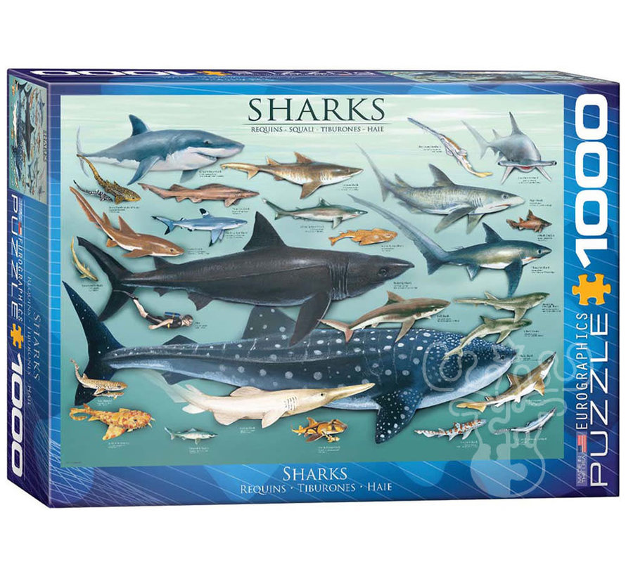Eurographics Chart: Sharks Puzzle 1000pcs