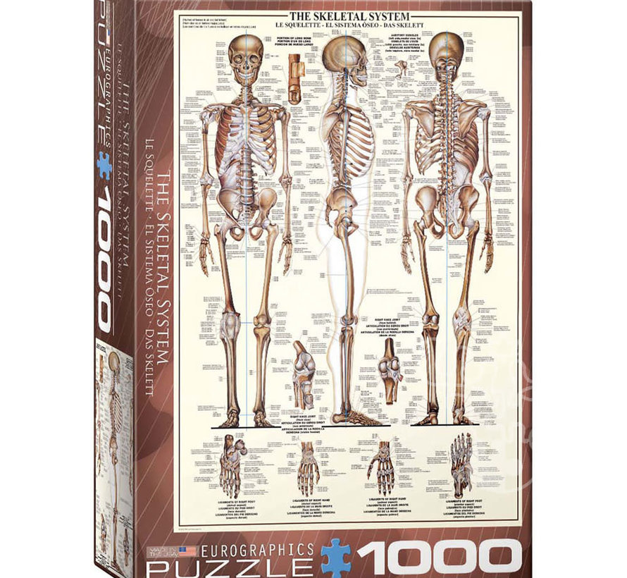 Eurographics Education: The Skeletal System Puzzle 1000pcs