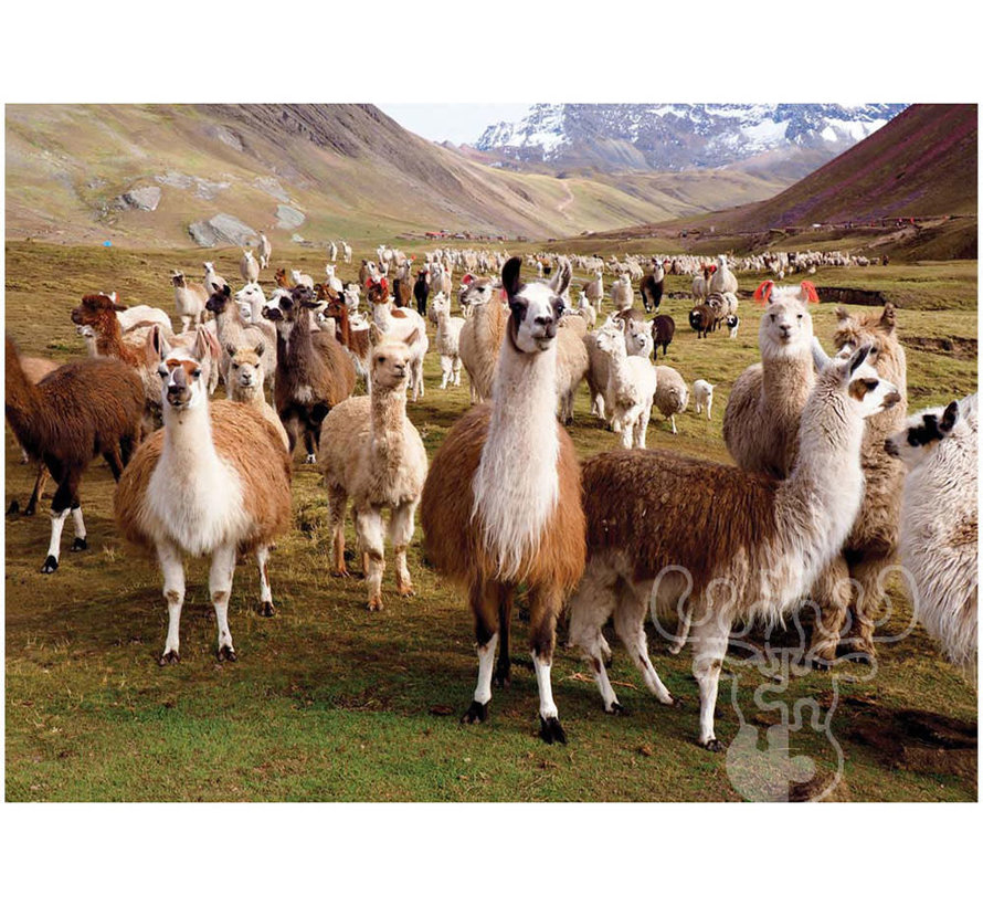 Peter Pauper Press Llamas Puzzle 1000pcs