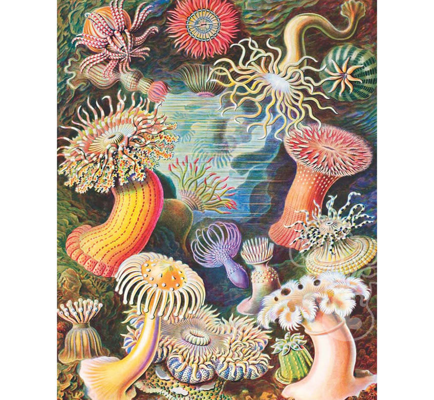 New York Puzzle Co. Vintage Collection: Sea Anemones Puzzle 1000pcs