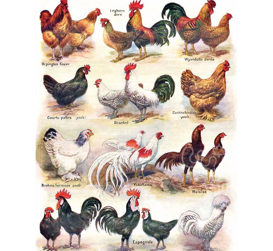FINAL SALE New York Puzzle Co. Vintage Collection: Poules ~ Poultry Puzzle 500pcs