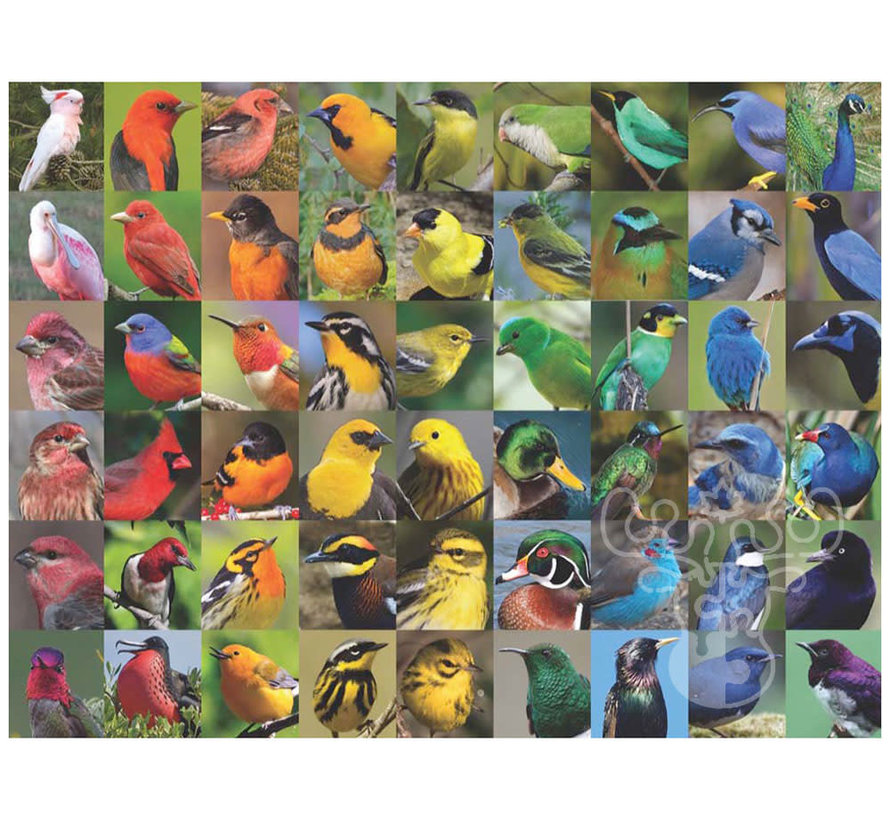 New York Puzzle Co. Cornell Lab: Rainbow of Birds Puzzle 1000pcs