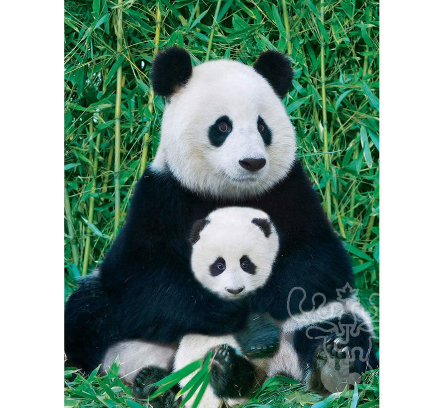 Eurographics Photography Animal: Panda & Baby Puzzle 1000pcs