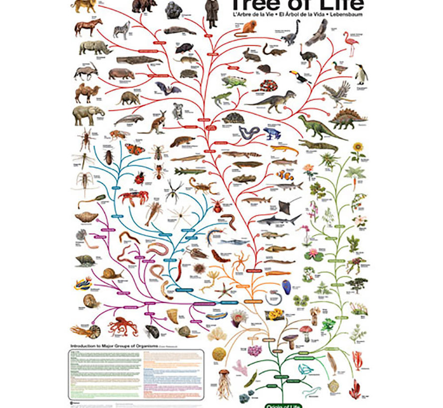 Eurographics Tree of Life Puzzle 1000pcs
