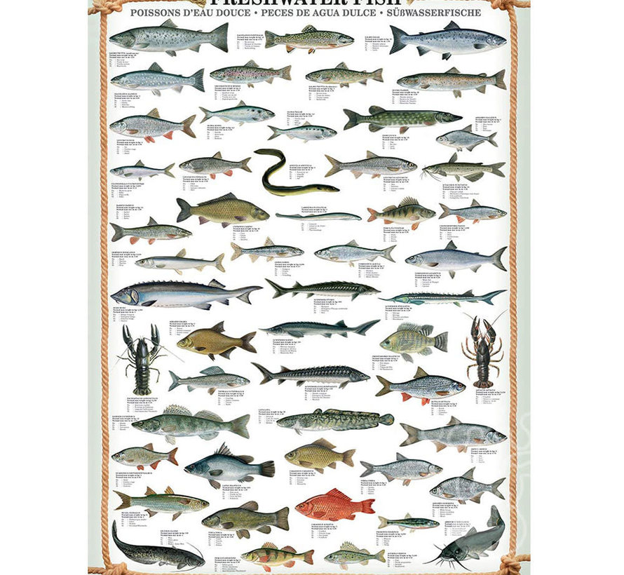 Eurographics Chart: Freshwater Fish Puzzle 1000pcs