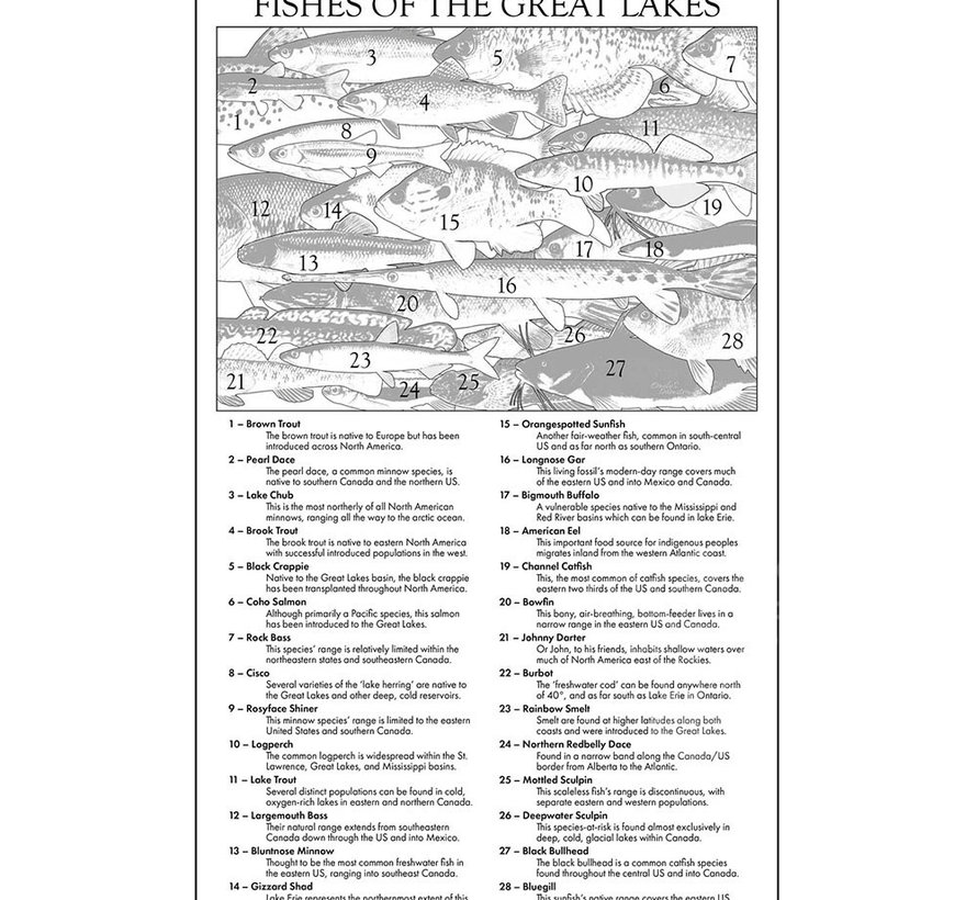 The Occurrence Fishes of the Great Lakes Puzzle 504pcs