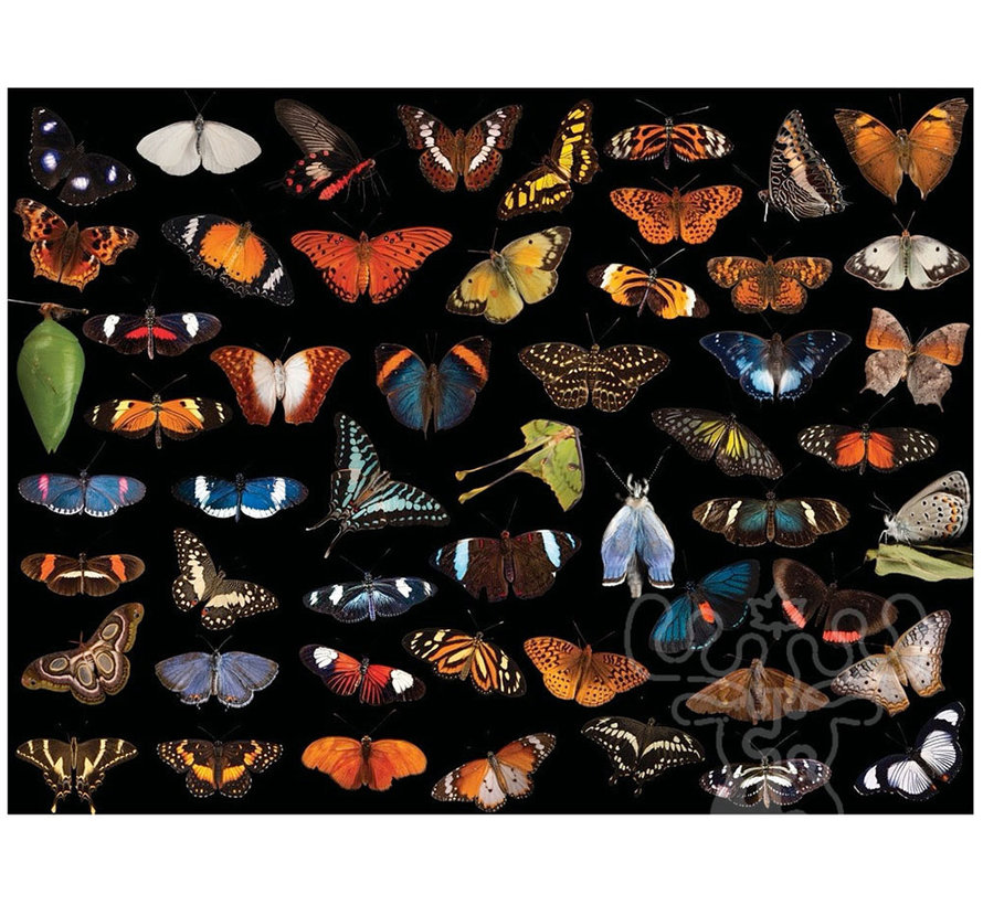 New York Puzzle Co. National Geographic: Photo Ark Butterflies Puzzle 500pcs
