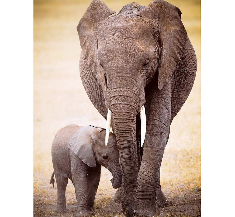 Eurographics Photography Animal: Elephant & Baby Puzzle 1000pcs