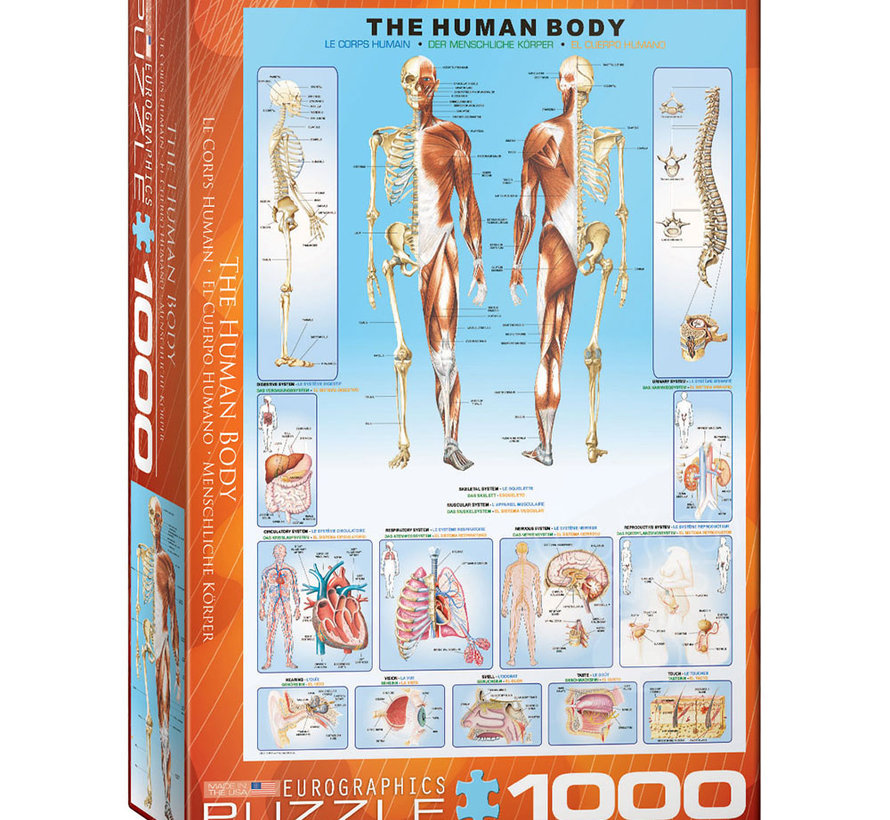 Eurographics Education: The Human Body Puzzle 1000pcs