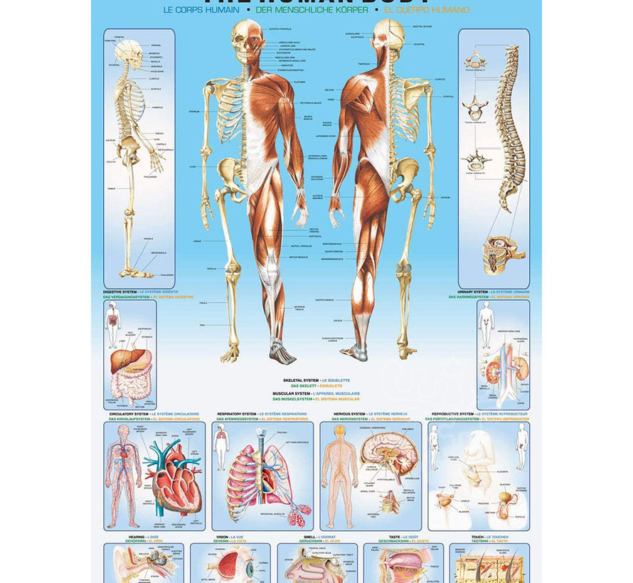 Eurographics Education: The Human Body Puzzle 1000pcs