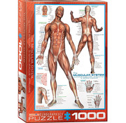 Eurographics Eurographics Education: The Muscular System Puzzle 1000pcs