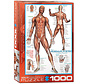 Eurographics Education: The Muscular System Puzzle 1000pcs