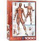 Eurographics The Muscular System Puzzle 1000pcs