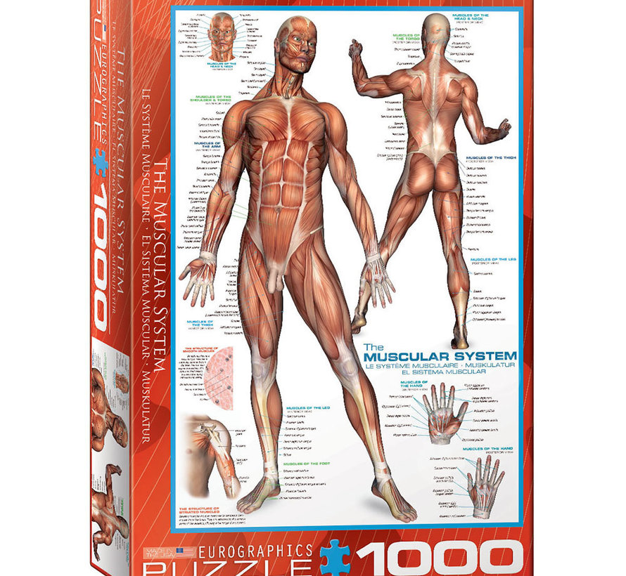 Eurographics Education: The Muscular System Puzzle 1000pcs
