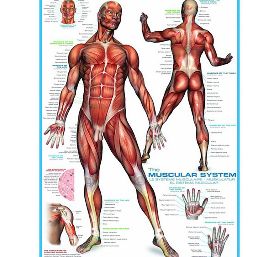 Eurographics Education: The Muscular System Puzzle 1000pcs