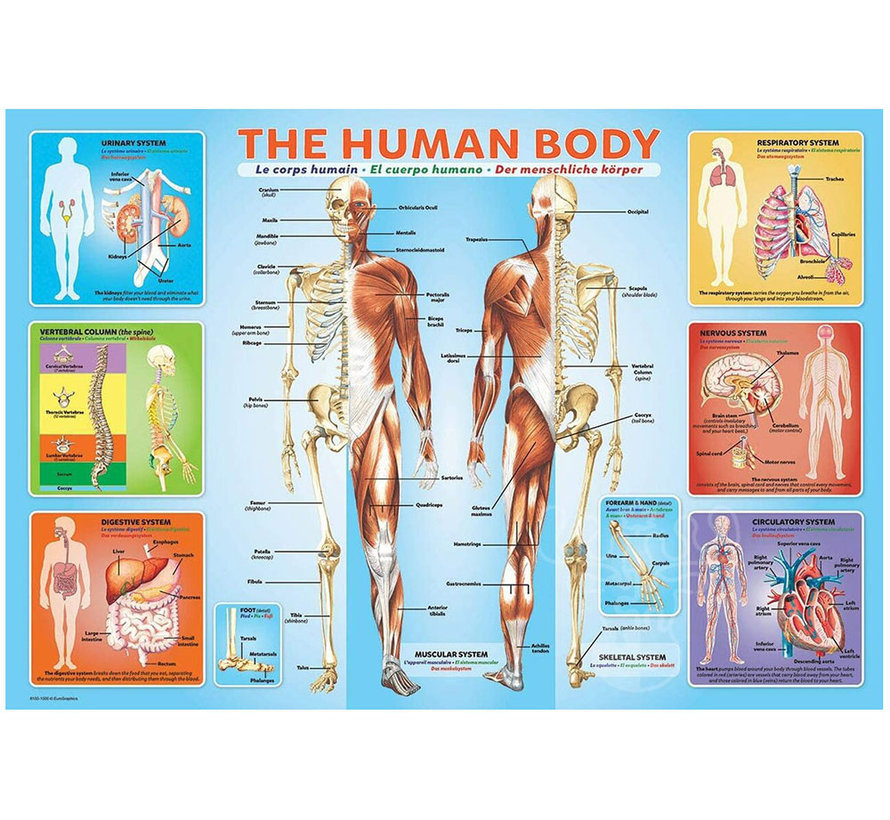 Eurographics The Human Body Puzzle 200pcs